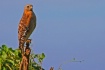 Portrait of Buteo...