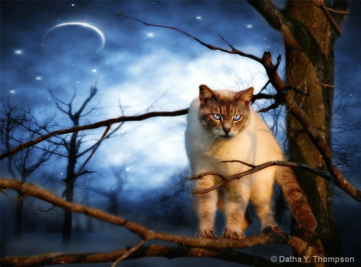 ~ Night Watcher ~