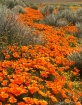 Poppys and Brush