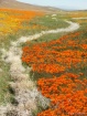Poppys and tumble...