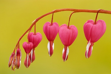 Bleeding Hearts