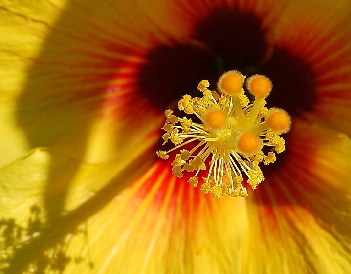 Pistil and Stamens