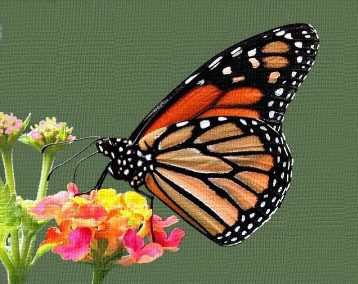 Monarch On Canvas