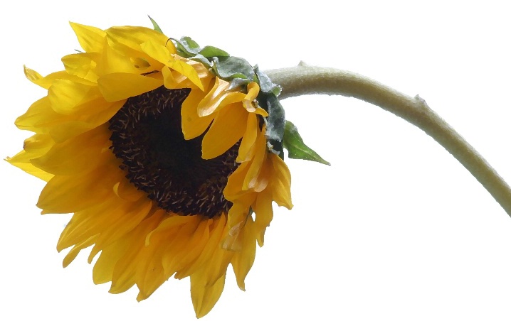 brushed sunflower