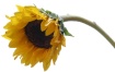 brushed sunflower