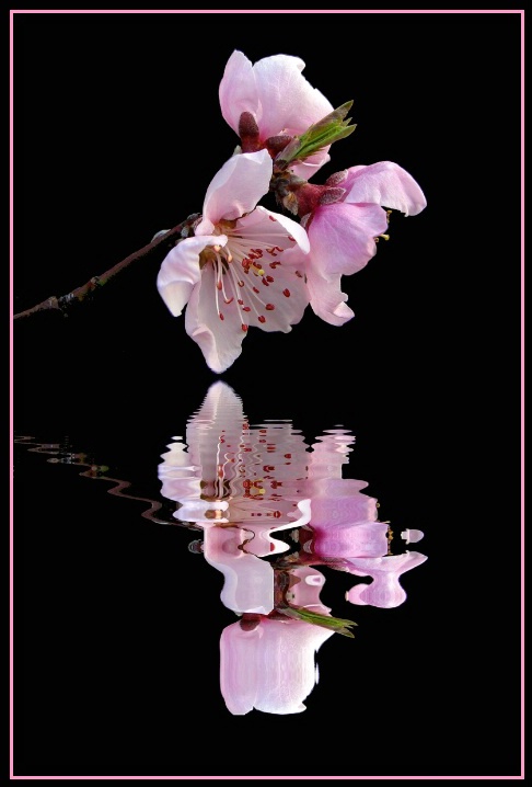 Reflections of Pink