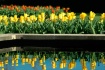Tulip Reflections