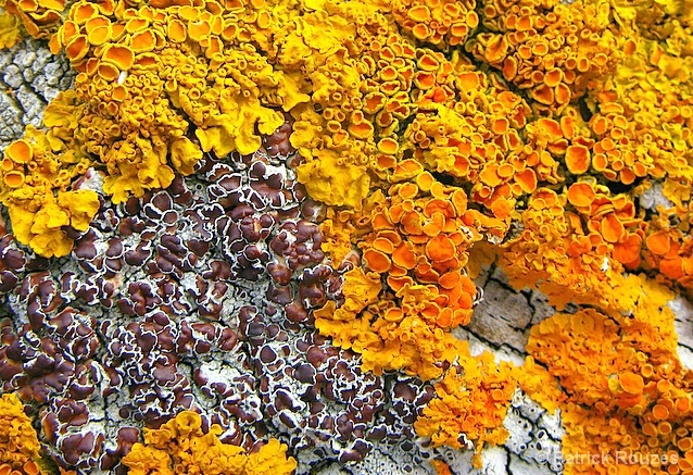 Lichen  on  a  Fencepost