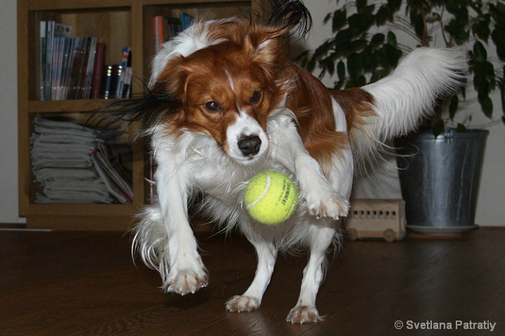 Dog & the ball