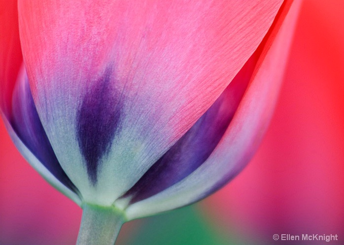 Blue-bottom Tulip
