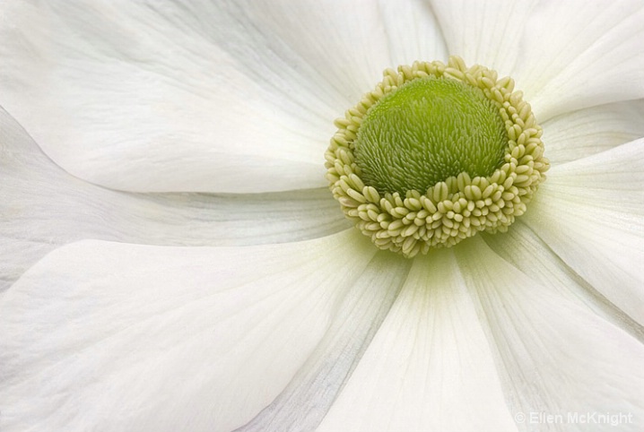 White Anemone