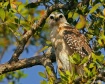Red Shouldered Ha...