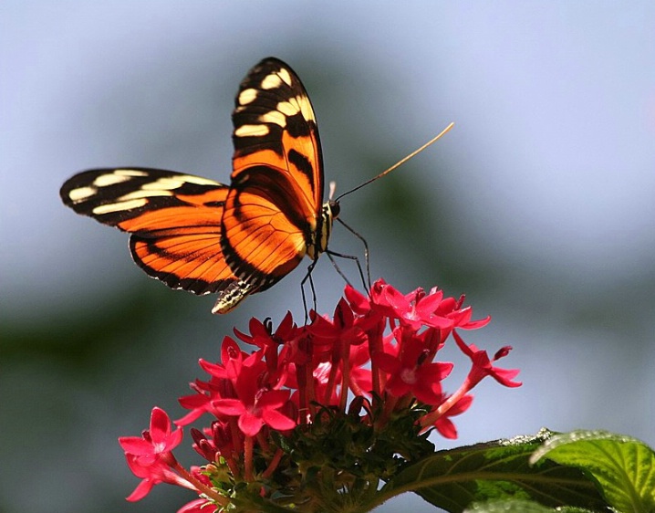 Tiger Longwing #1