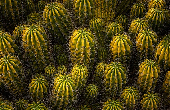 Cactus Patch