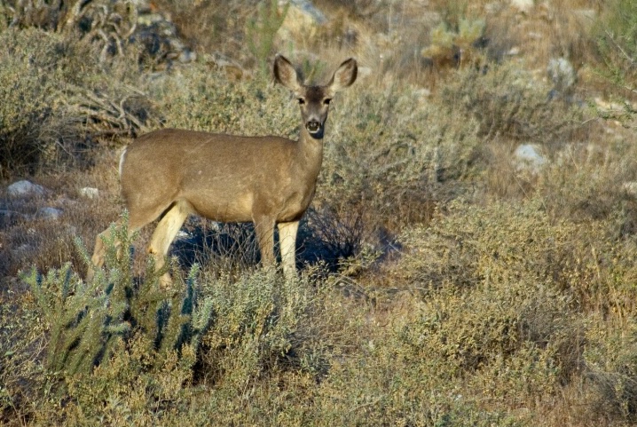 White Tail Deer - ID: 6120366 © Patricia A. Casey