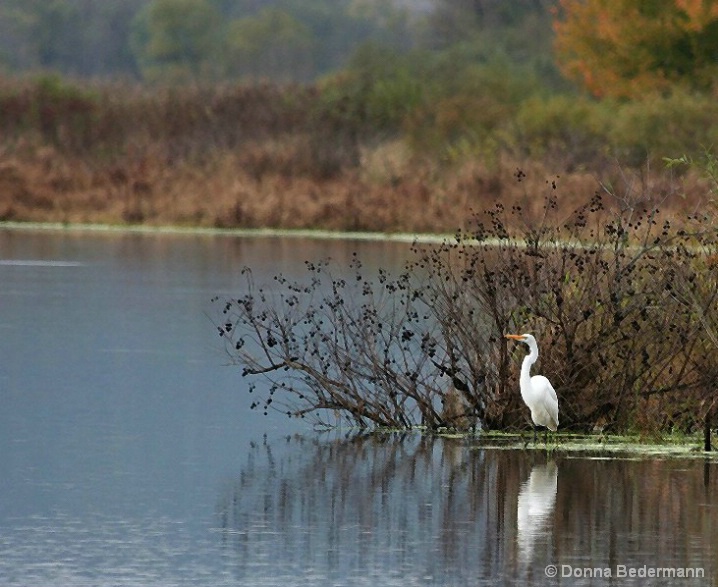 Egret on the Upper Mississippi River