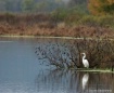 Egret on the Uppe...
