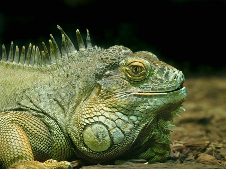 common green iguana