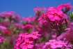 Flora-Florida #6