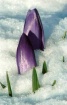spring snow