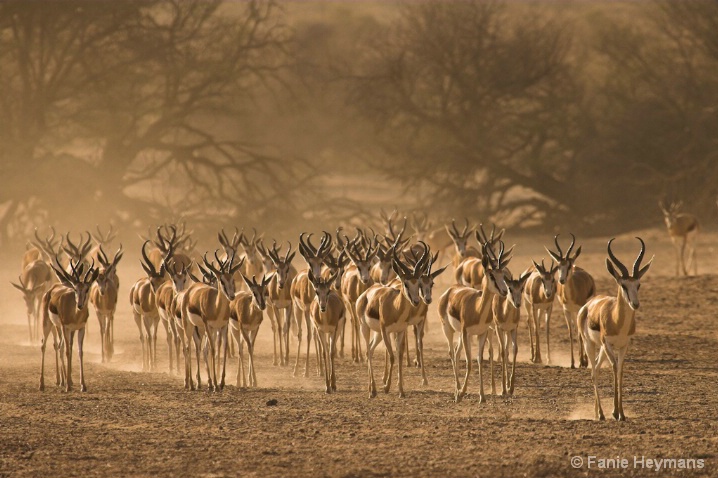 Hot & Dry Africa