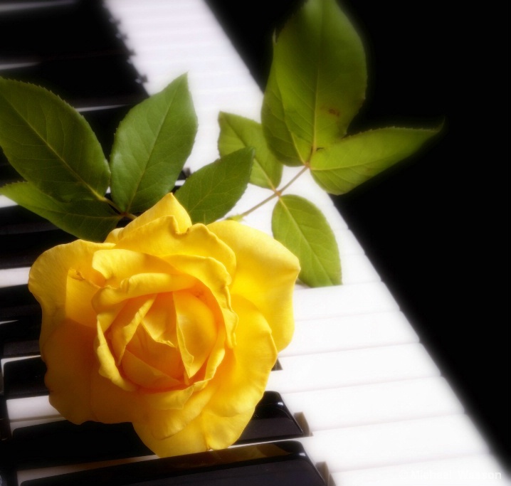 music in  the flower