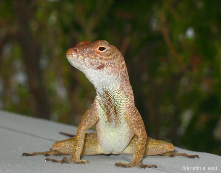 anole_lizard__f-375 - ID: 6129249 © Kristin A. Wall