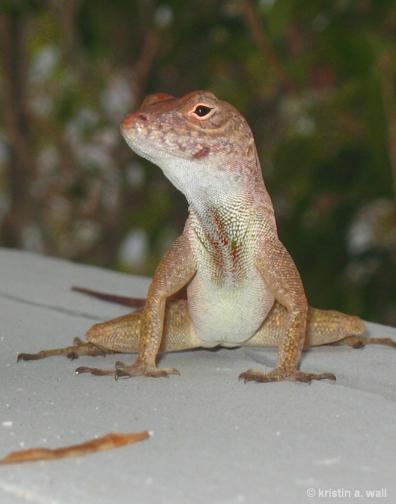 anole_lizard__f-376 - ID: 6129252 © Kristin A. Wall