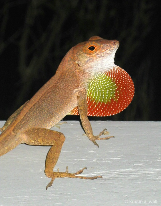 anole_lizard__f-378 - ID: 6129254 © Kristin A. Wall