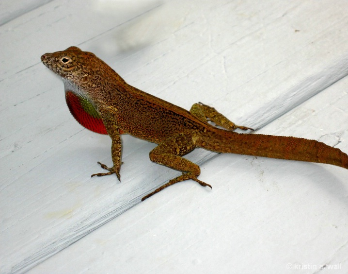 anole_lizard__f-379 - ID: 6129334 © Kristin A. Wall