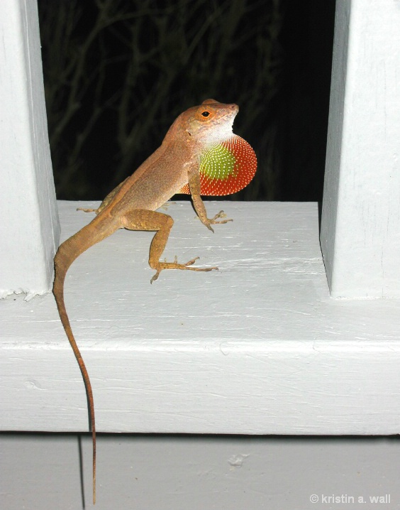 anole_lizardf-377 - ID: 6129364 © Kristin A. Wall