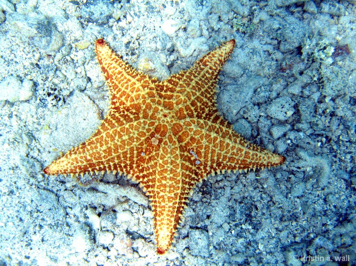 cushion_starfish_f-386 - ID: 6129415 © Kristin A. Wall