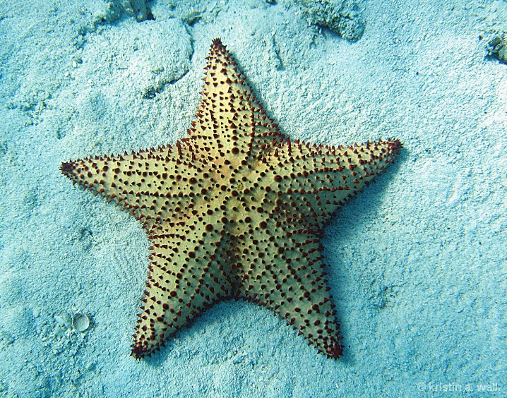 cushion_starfish_f-387 - ID: 6129424 © Kristin A. Wall