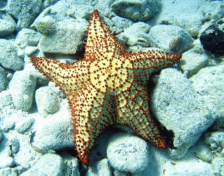 cushion_starfish_f-388 - ID: 6129432 © Kristin A. Wall