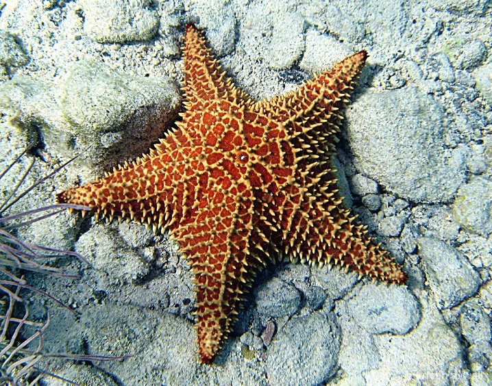 cushion_starfish_f-389 - ID: 6129535 © Kristin A. Wall