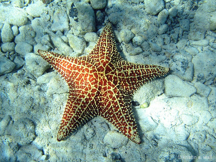 cushion_starfish_f-390 - ID: 6129543 © Kristin A. Wall