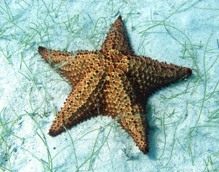 cushion_starfish_f-391 - ID: 6129555 © Kristin A. Wall