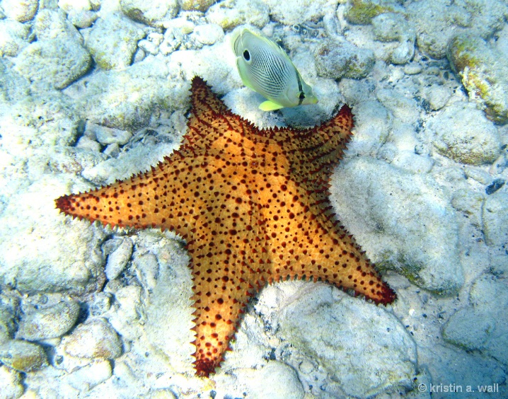 cushion_starfish_f-392 - ID: 6129563 © Kristin A. Wall