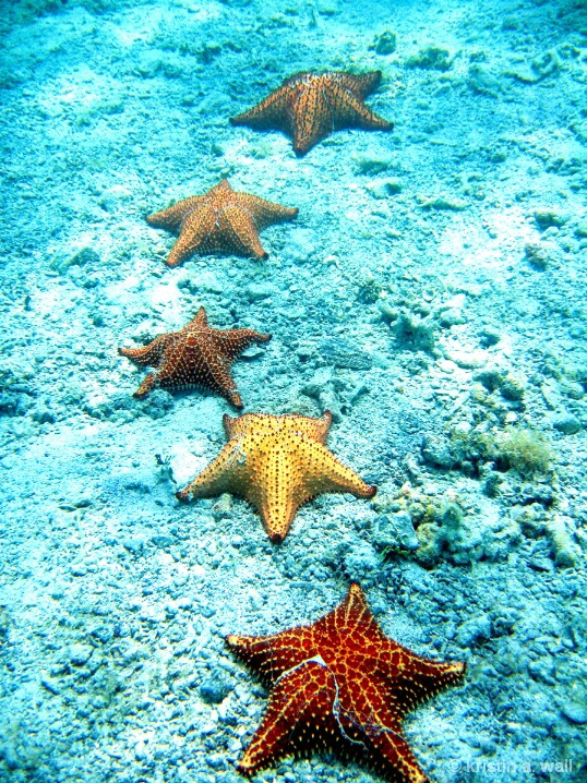 cushion_starfish_f-397 - ID: 6129592 © Kristin A. Wall