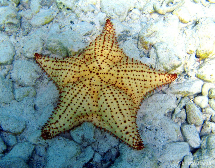 cushion_starfish_f-393 - ID: 6129596 © Kristin A. Wall