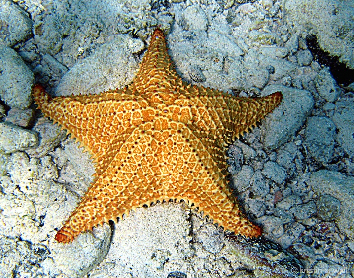 cushion_starfish_f-395 - ID: 6129618 © Kristin A. Wall