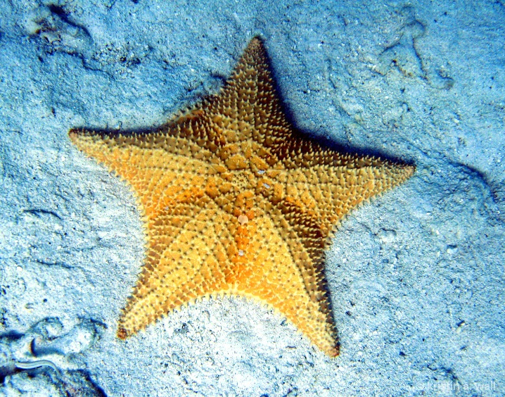 cushion_starfish_f-396 - ID: 6129623 © Kristin A. Wall