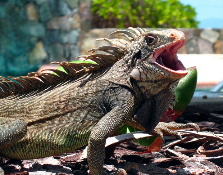 iguana_yawn_f-367 - ID: 6129665 © Kristin A. Wall