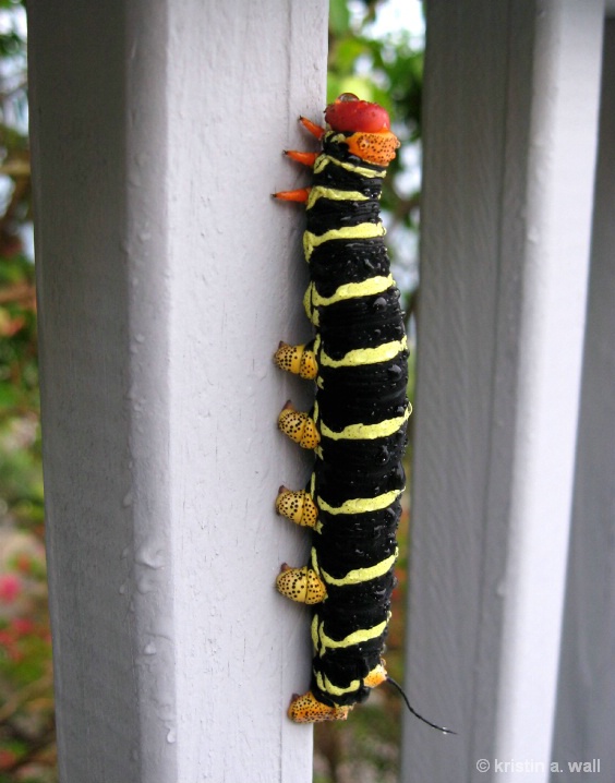 sphinx_moth_cat_f-359 - ID: 6129706 © Kristin A. Wall