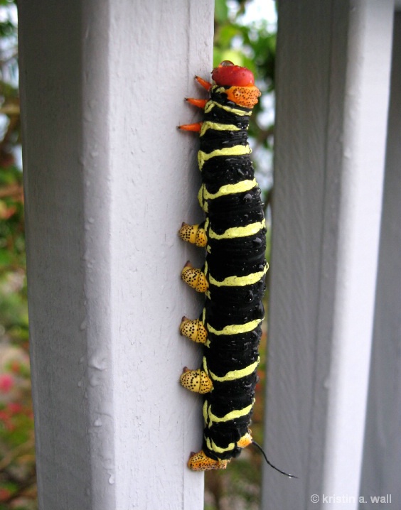 sphinx_moth_cat_f-359 - ID: 6129706 © Kristin A. Wall