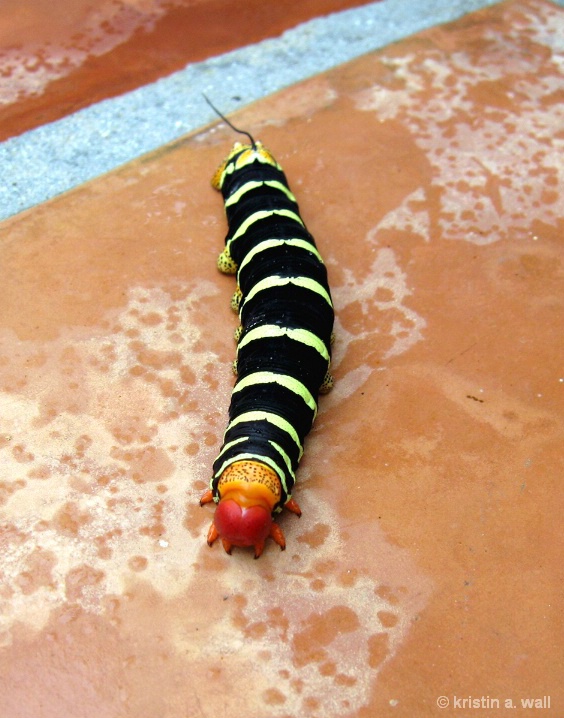 sphinx_moth_caterpillar_f353 - ID: 6129726 © Kristin A. Wall