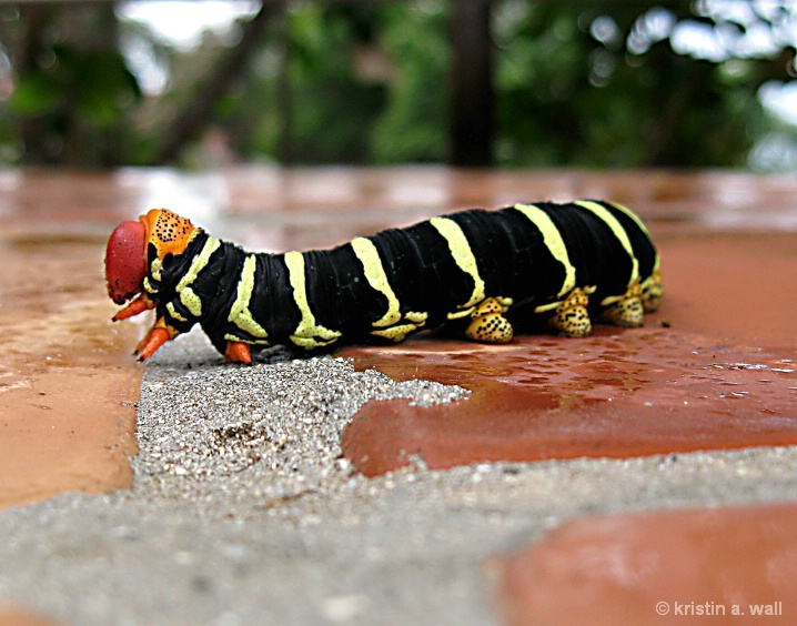 sphinx_moth_cat_f-356 - ID: 6129749 © Kristin A. Wall