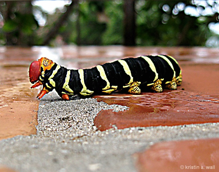 sphinx_moth_cat_f-357 - ID: 6129755 © Kristin A. Wall