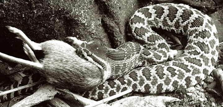 Rattle Snake & Rat