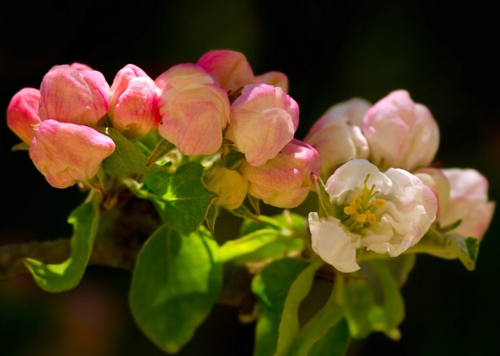 <b>Apple Blooms</b>